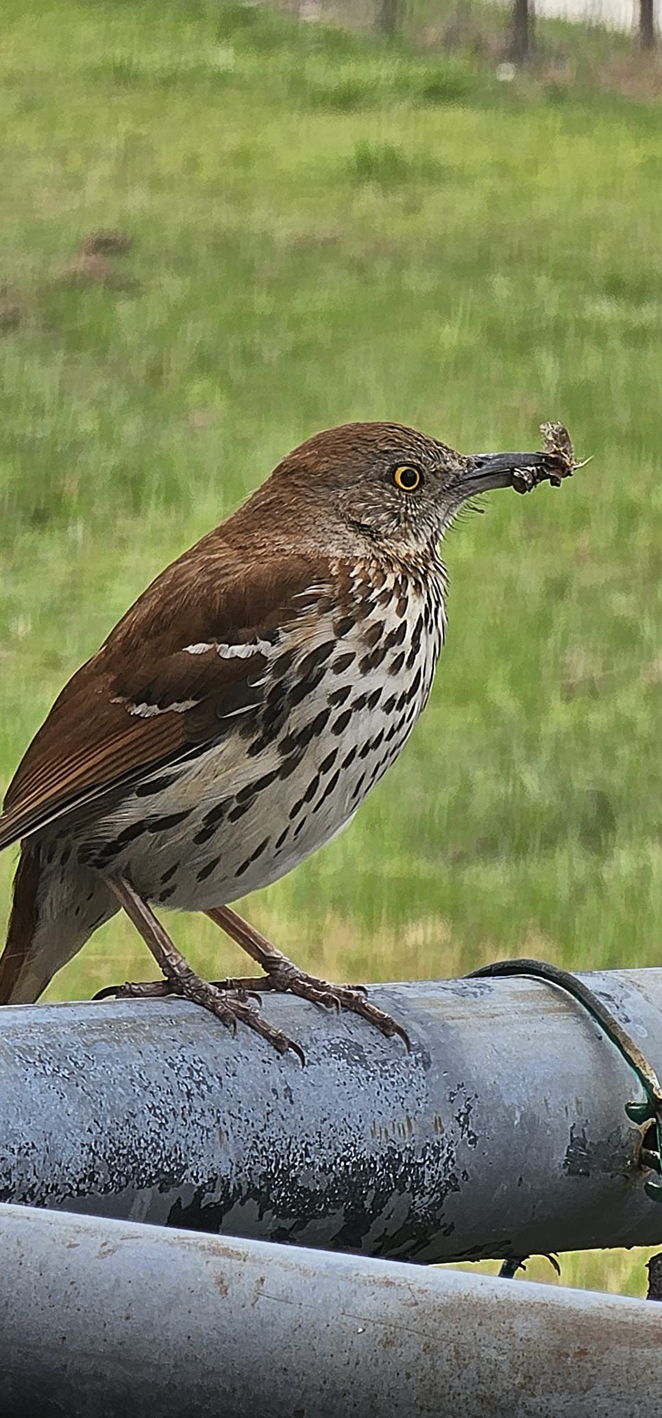 SAMSUNG Galaxy S23 Ultra Series AI Phone, Unlocked Android Smartphone, 256GB Storage, 8GB RAM, 200MP Camera, Night Mode, Long Battery Life, S Pen, Adaptive Display, US Version, 2023, Cream - Customer Photo 1