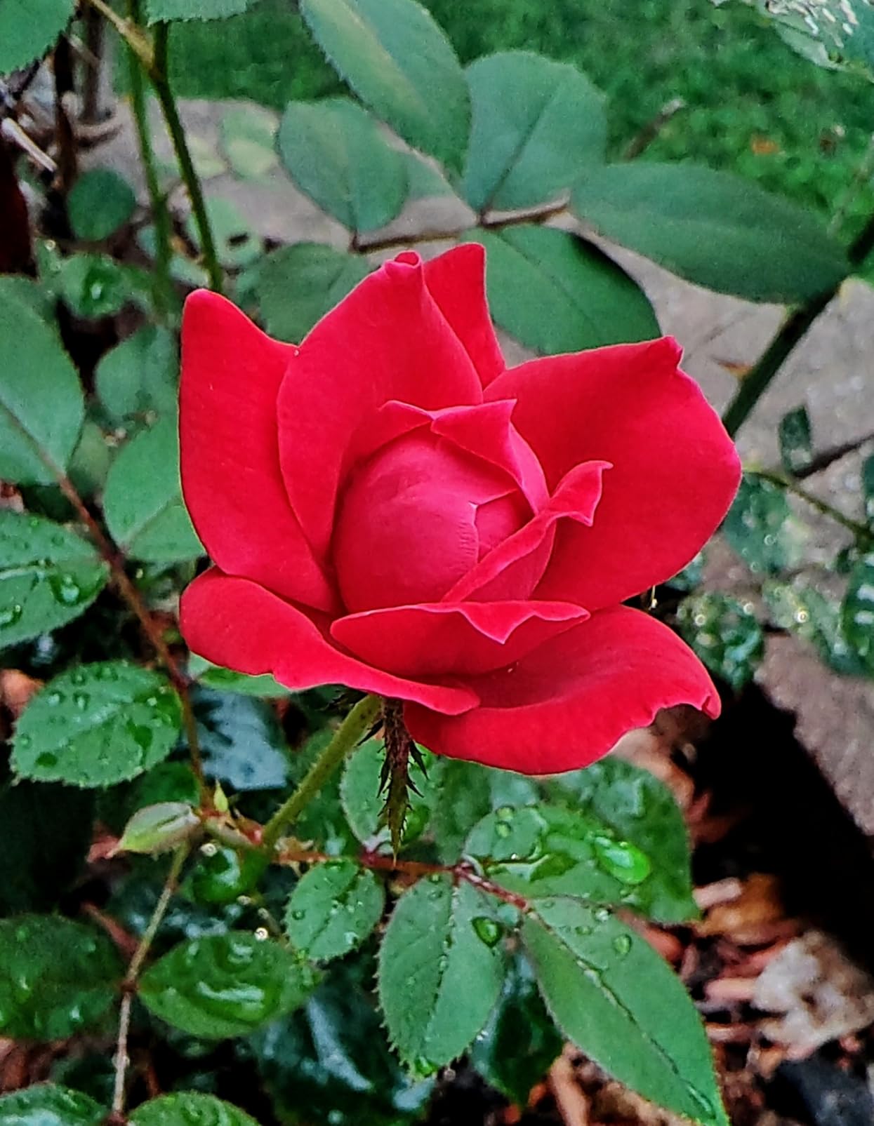 Motorola Edge+ | 2023 | Unlocked | Made for US 8/512 | 50 MPCamera | Intersteller Black, 161.16x74x8.59 - Customer Photo 2