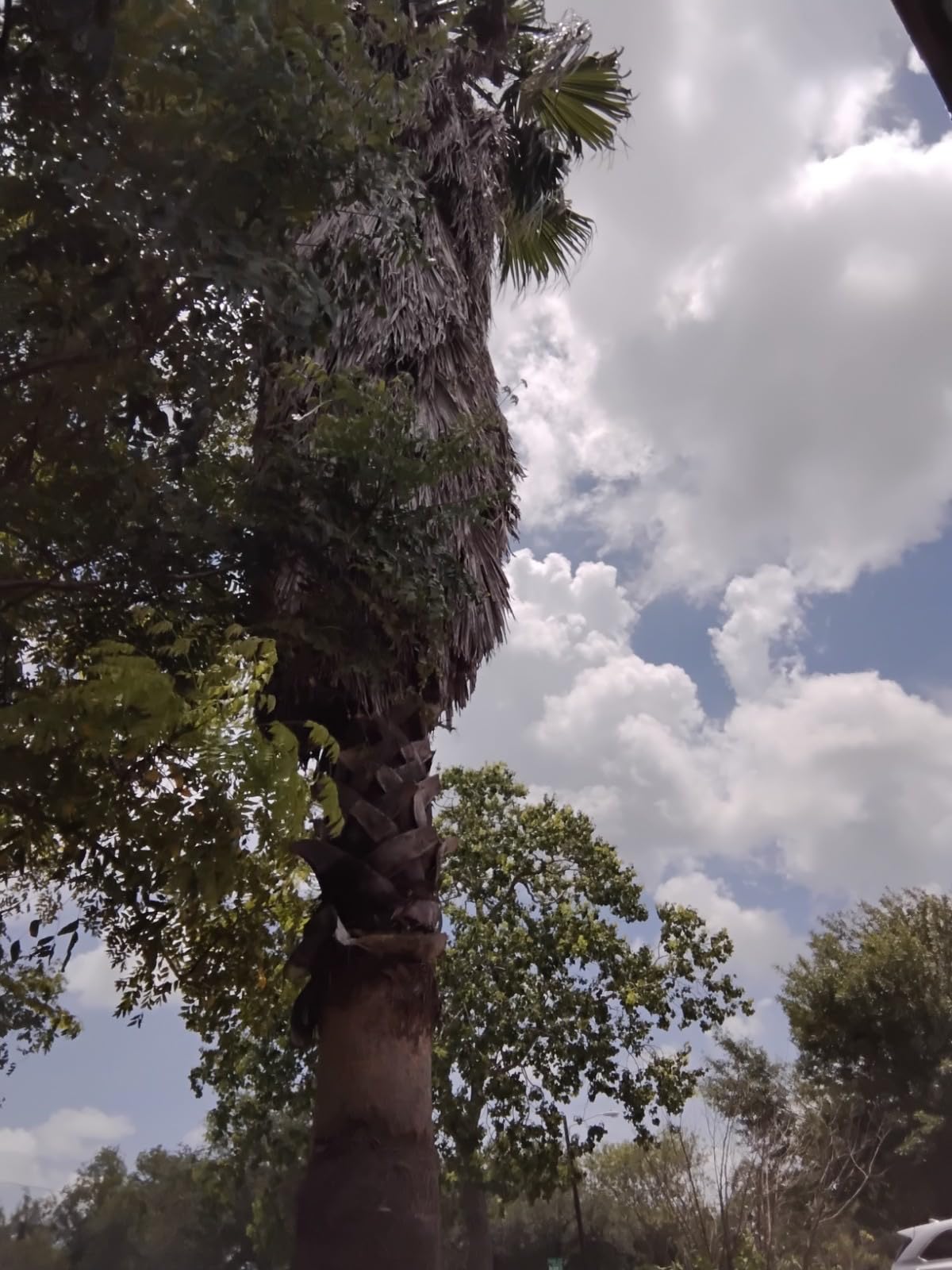 Motorola Moto G Play | 2024 | Unlocked | Made for US 4/64GB | 50MP Camera | Sapphire Blue - Customer Photo 4