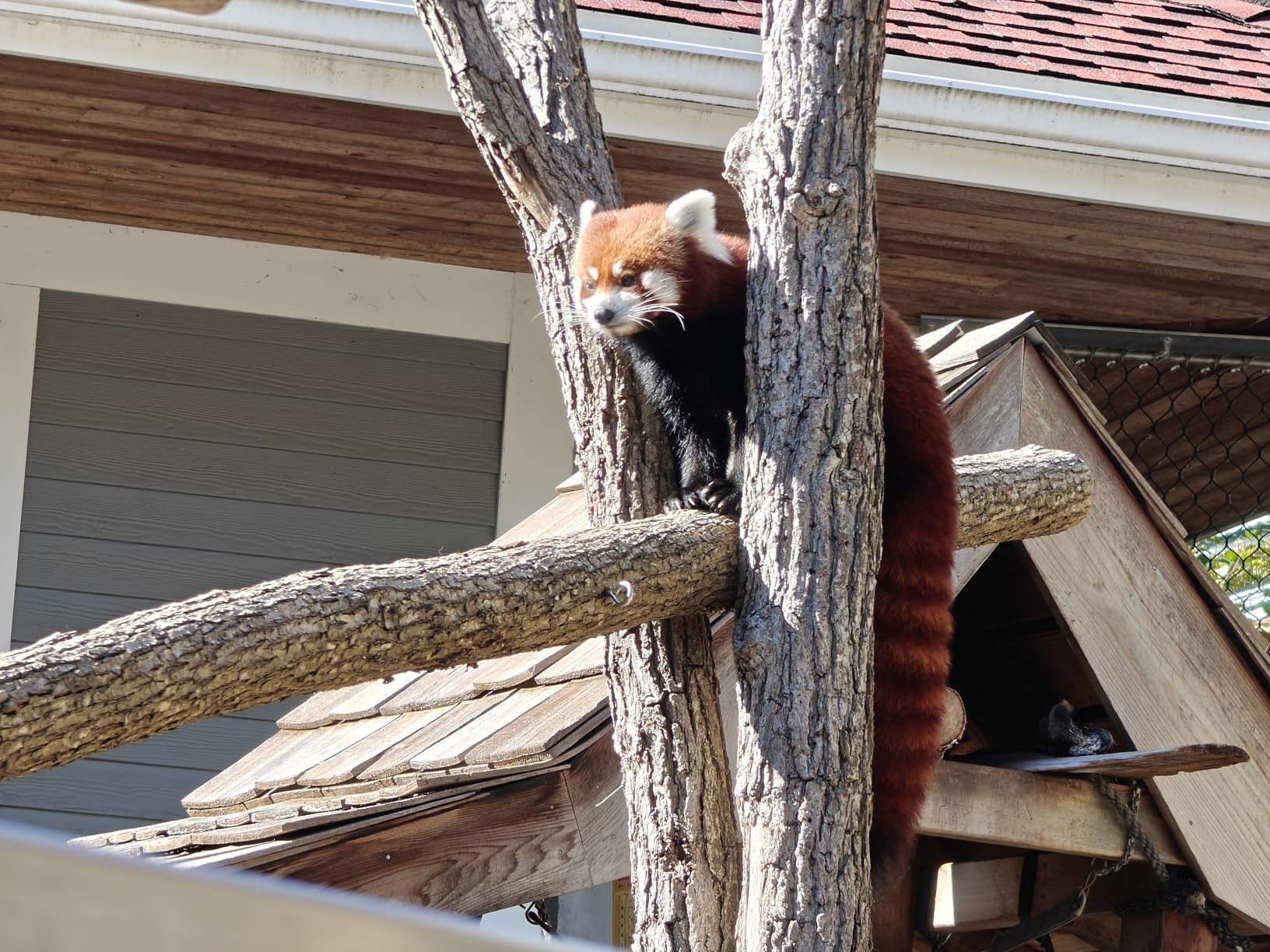 OnePlus 12 Unlocked Android Phone — Snapdragon 8 Gen 3 Phone w/ 16GB RAM, Hasselblad Camera, Dual SIM, 2K 120Hz ProXDR Display, 5400mAh Battery, SUPERVOOC Charging, OxygenOS (512GB, Flowy Emerald) - Customer Photo 1