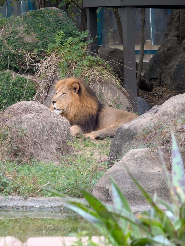 Google Pixel 9 Pro - Unlocked Android Smartphone with Gemini, Triple Rear Camera System, 24-Hour Battery, and 6.3" Super Actua Display - Obsidian - 128 GB - Customer Photo 2