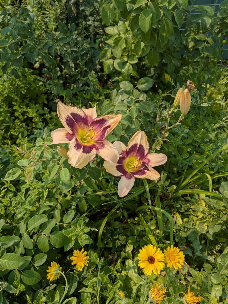 Google Pixel 9a with Gemini - Unlocked Android Smartphone with Incredible Camera and AI Photo Editing, All-Day Battery, and Powerful Security - Obsidian - 256 GB - Customer Photo 3