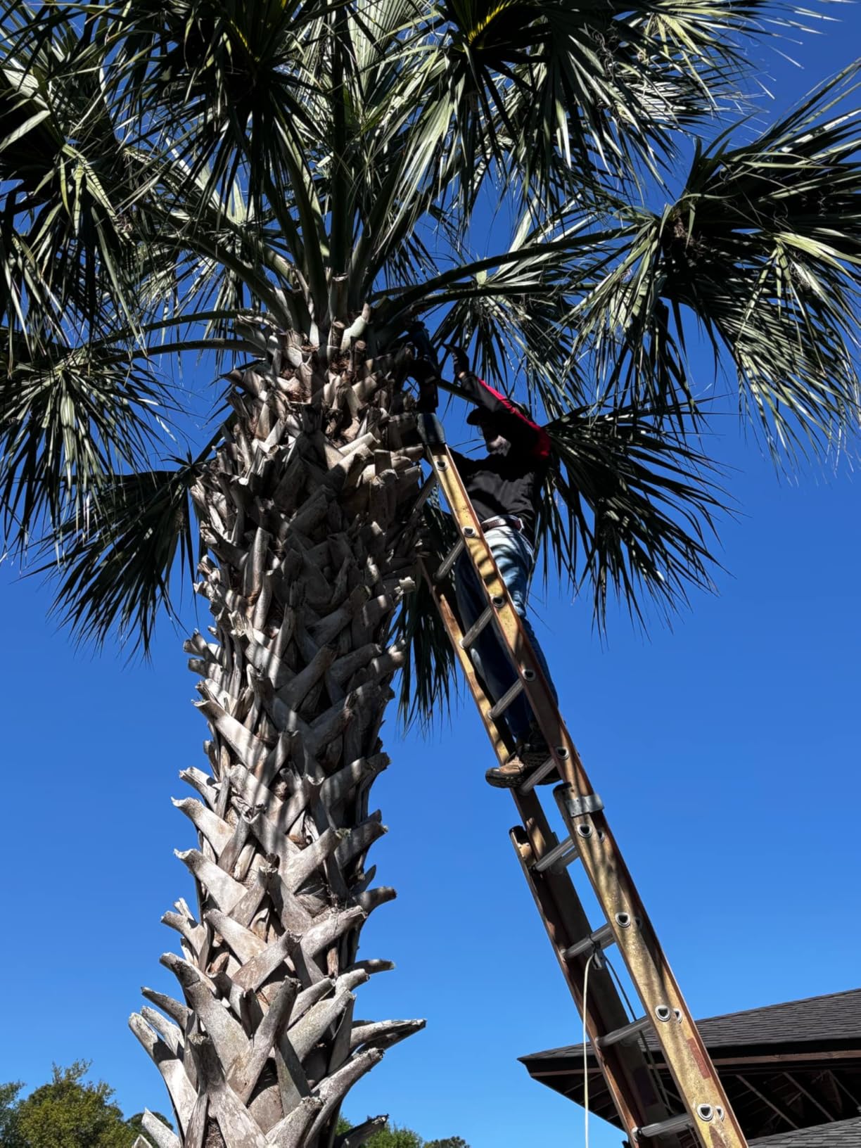 SEESII Reciprocating Saw Cordless, Variable Speed 3500 RPM Brushless Motor with 8 Saw Blades, 2 x 4.0Ah Batteries, LED Light, Tool-Free Blade Change - Customer Photo 3